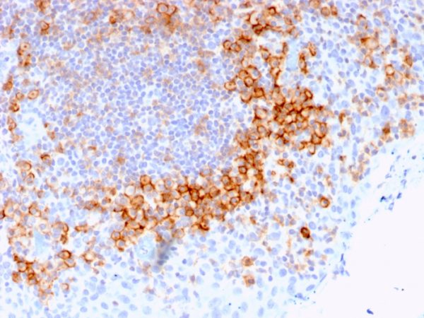 CD27 (Tumor Necrosis Factor Receptor Superfamily 7); Clone LPFS2/1611