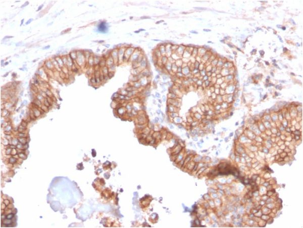 CD47 / IAP (Integrin Associated Protein); Clone CD47/2937