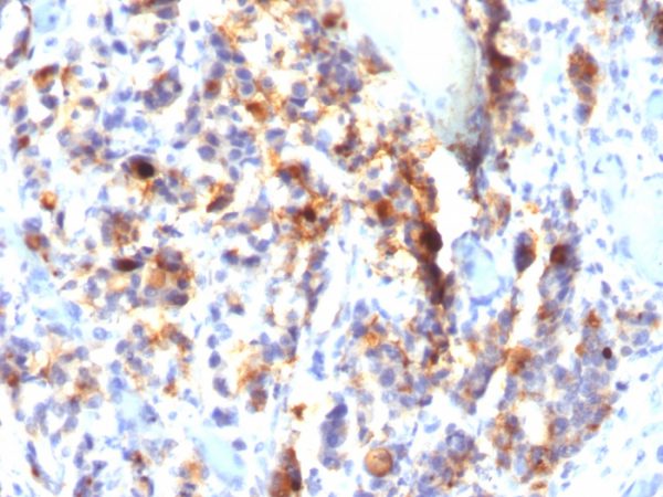 MUC5AC (Mucin 5AC / Gastric Mucin); Clone SPM297