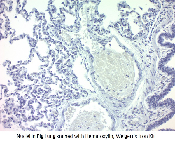 Nuclei Lung stained with Hematoxylin, Weigert's Iron. Iron Hematoxylin